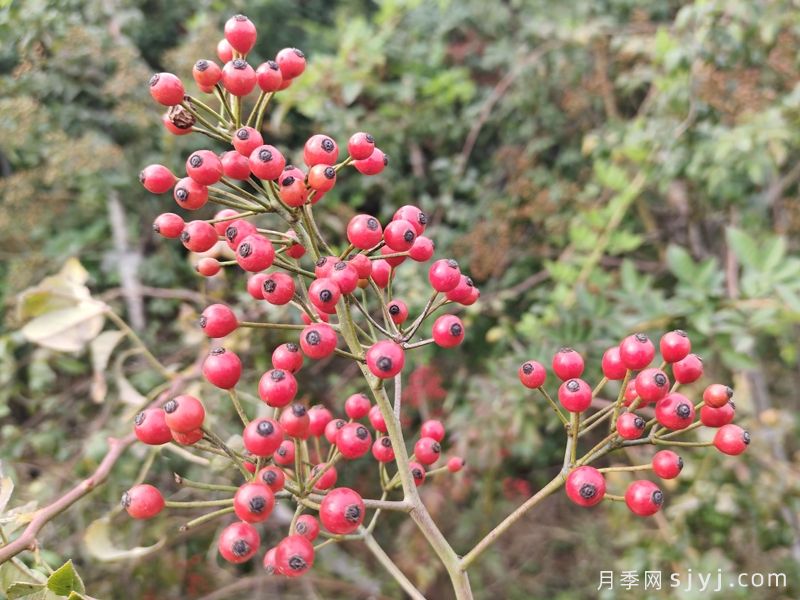 山归来/切枝蔷薇果(图4)