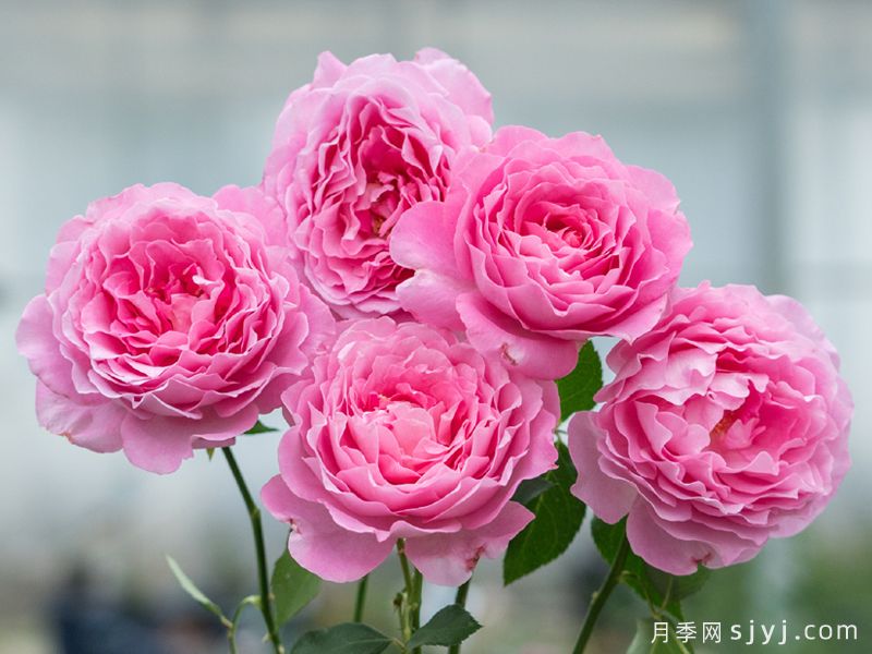 画堂春月季(图1)