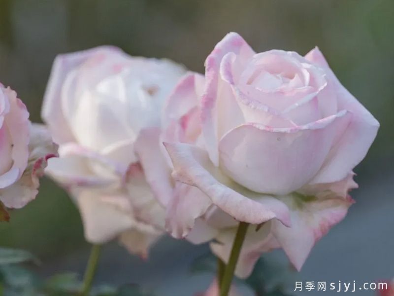 疏雨月季(图1)