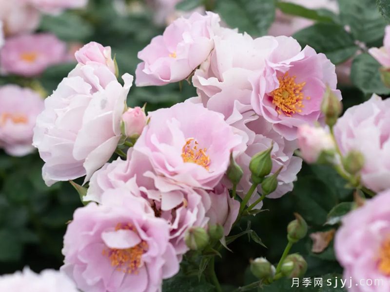 晚絮星眸月季(图1)