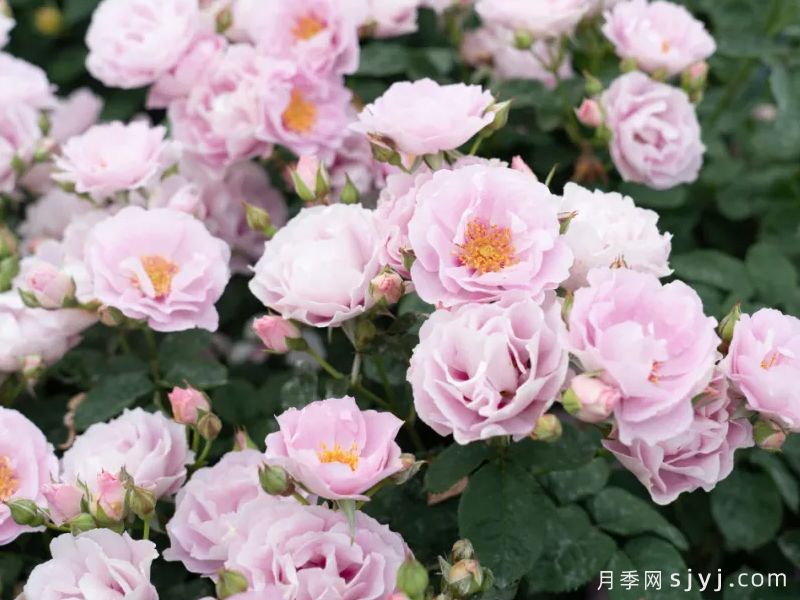 晚絮星眸月季(图2)