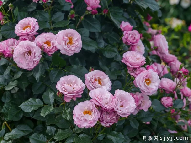 藤萝紫月季(图2) 藤萝紫月季(图2)