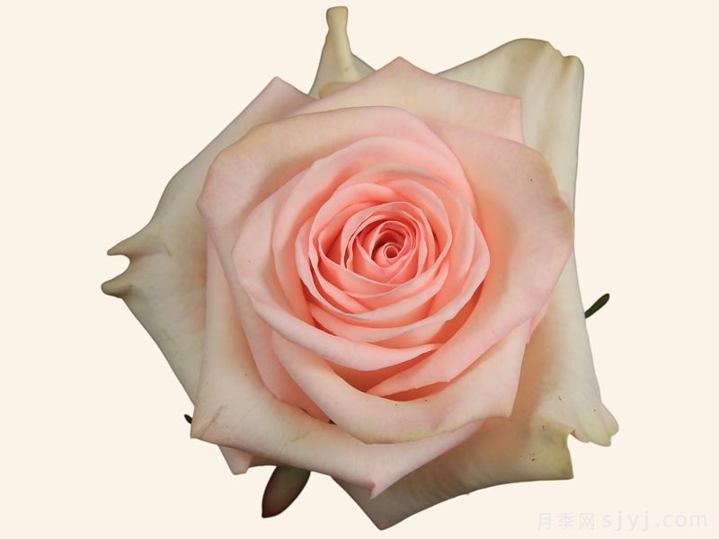 粉色心情月季Pink Mood(图2) 粉色心情月季Pink Mood(图2)