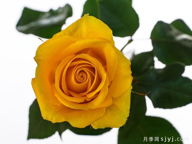 快乐心情月季/好心情Happy Mood(图1) 快乐心情月季/好心情Happy Mood(图1)