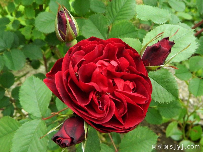 人类的希望月季Hope For Humanity(图2)