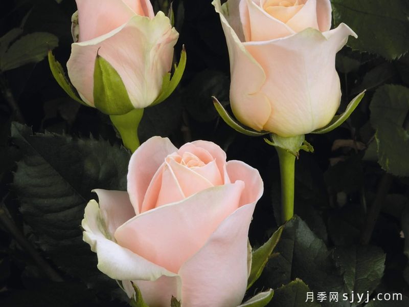 开司米月季/羊绒玫瑰Cashmere(图1) 开司米月季/山羊绒玫瑰Cashmere(图1)