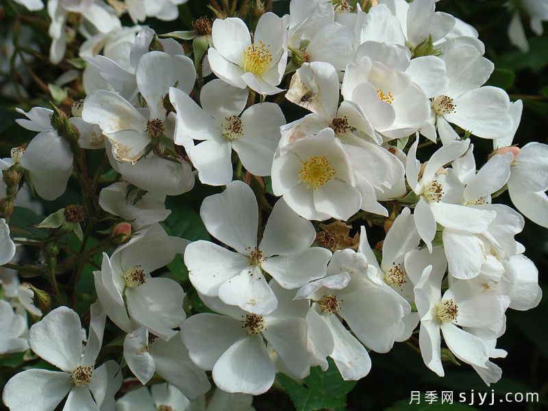 白魔术月季/白魔法/白色魔法White Magic(图1)