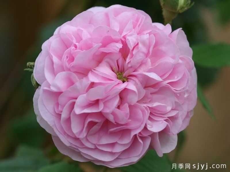 贝拉唐娜古老玫瑰(图1)