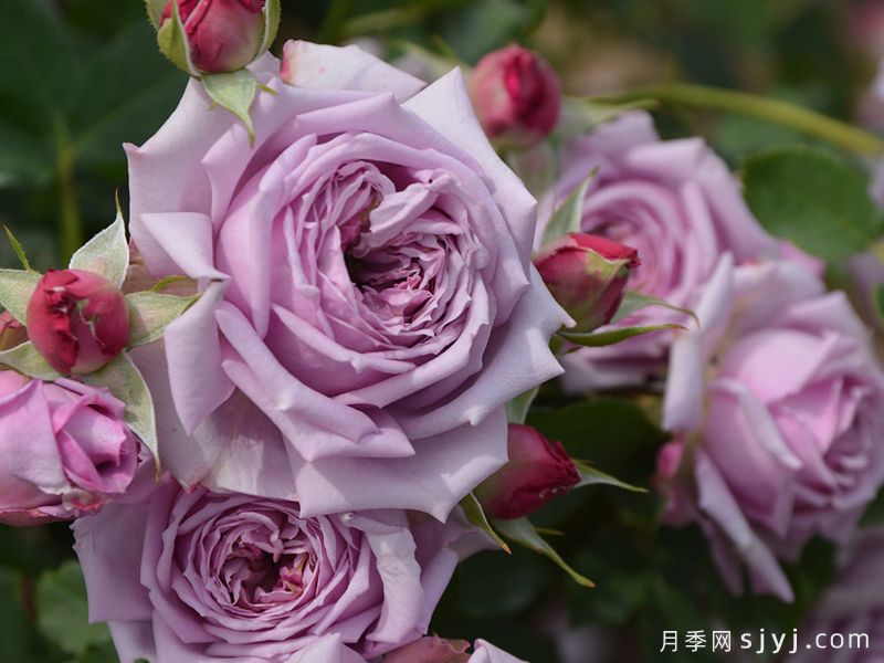 贝拉唐娜月季Bella Donna(日本)(图1)