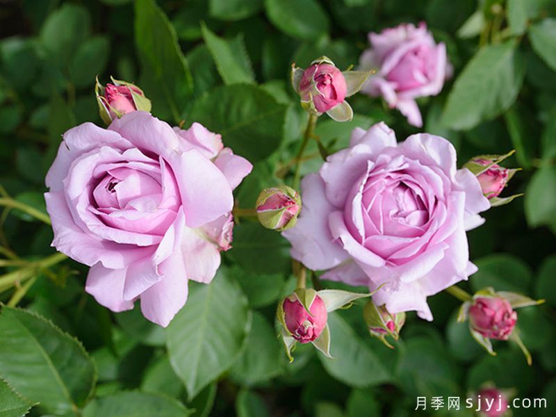 贝拉唐娜月季Bella Donna(日本)(图2)
