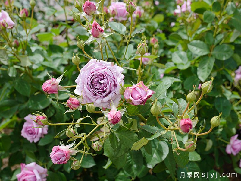 贝拉唐娜月季Bella Donna(日本)(图3)
