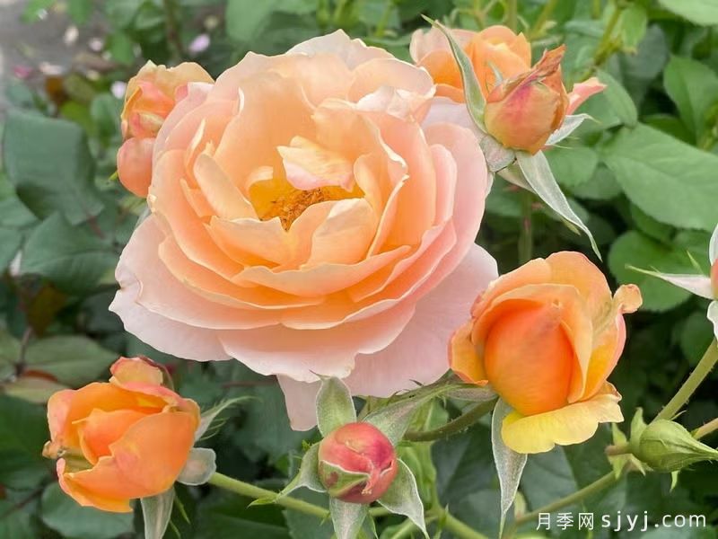 甜蜜雪纺月季Sweet Chiffon(图1) 甜蜜雪纺月季Sweet Chiffon(图1)