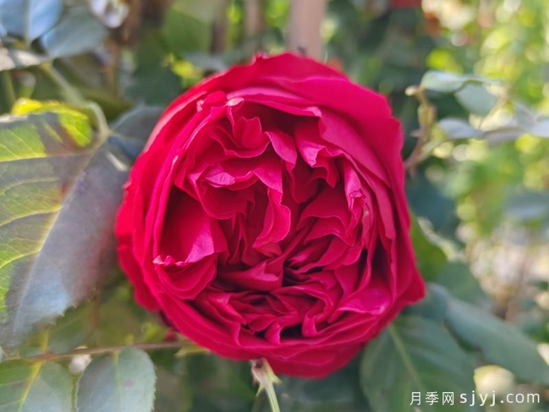 盘点经典10大月季品种,说说哪个更好养?(图4) 盘点经典10大月季品种,说说哪个更好养?(图4)