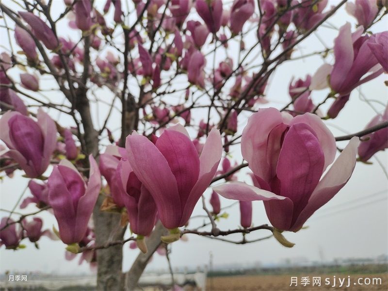 10大庭院观赏树，看看哪棵适合你家(图3)