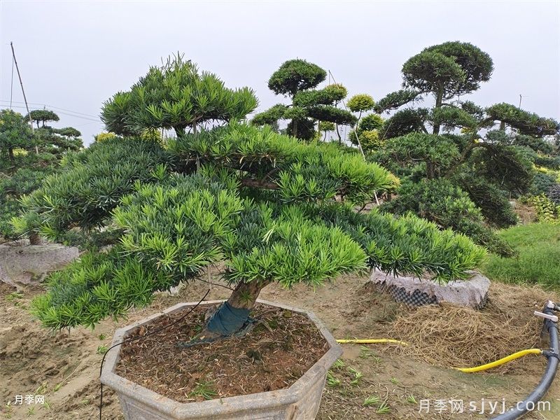 10大庭院观赏树，看看哪棵适合你家(图4)