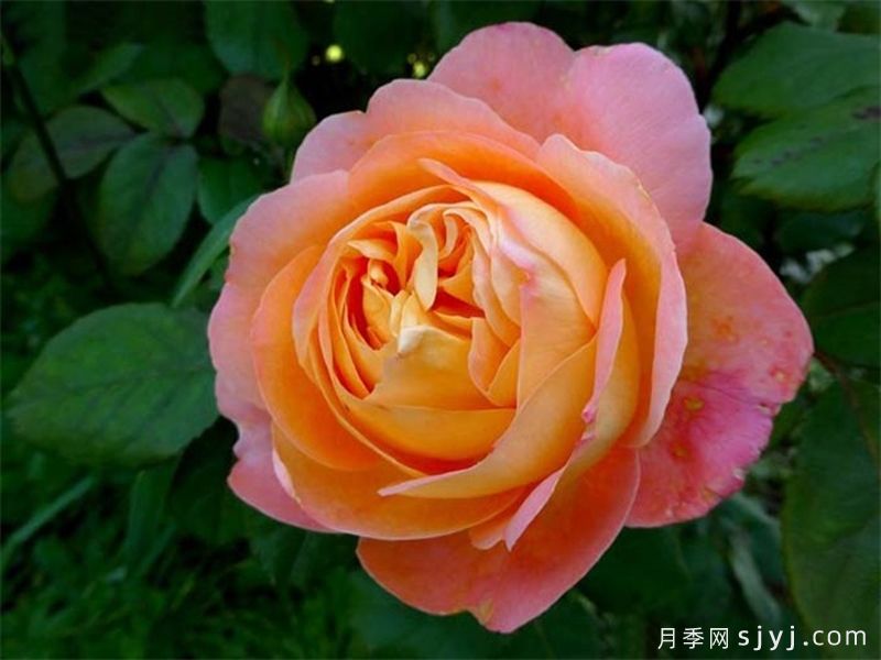 赤橙黄绿青蓝紫,7种色彩的代表月季(图2) 赤橙黄绿青蓝紫,7种色彩的代表月季(图2)