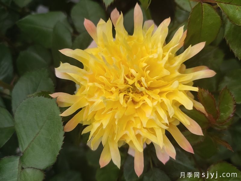 烟花波浪月季,和菊花争高下(图1) 烟花波浪月季,和菊花争高下(图1)