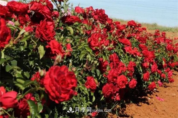 花瓣少的低维护月季到底有哪些优点？(图2)