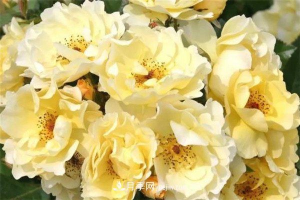 花瓣少的低维护月季到底有哪些优点？(图5)