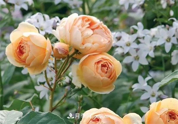 施冬肥，一年中什么时候最适合给月季施肥呢！(图1)