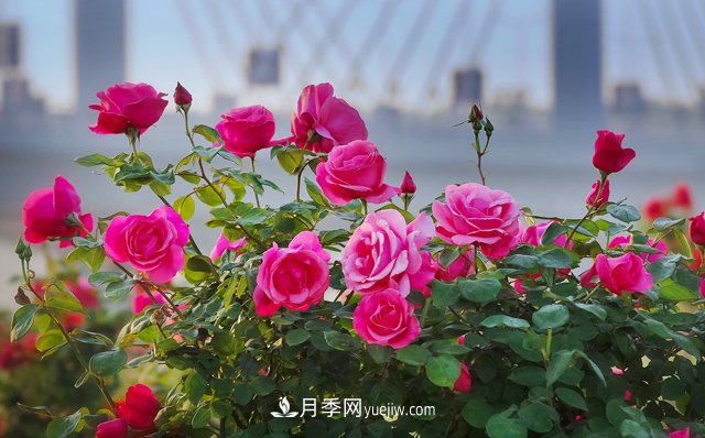 南阳月季文化(图1) 南阳月季文化(图1)