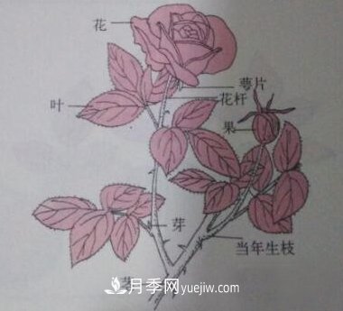 月季的茎(图1)