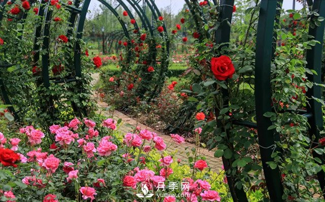 影响南阳绿化苗木的价值九大因素(图1)