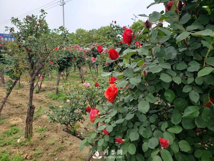 一月份园林工程月季养护管理技术要点(图1)