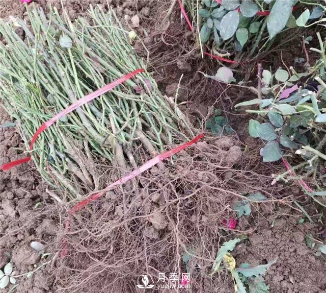 冬季，月季该如何修剪养护？(图1)