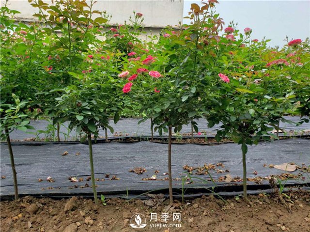月季花，什么时候重剪好？(图1)