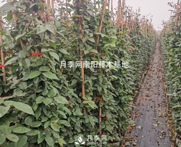藤本月季养护攻略，千万别错过！(图1)