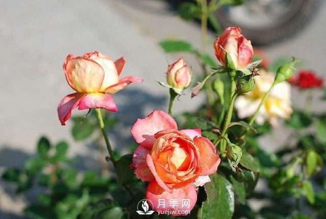 冬天就应该这样养月季 冬天月季养护方法(图1)