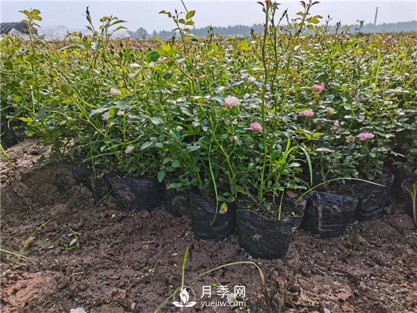 月季冬季扦插技术(图1)