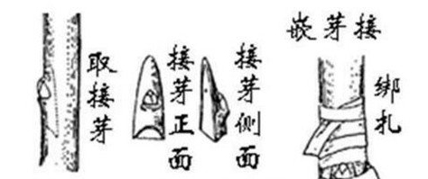 手把手教您嫁接小高杆月季树(图3)