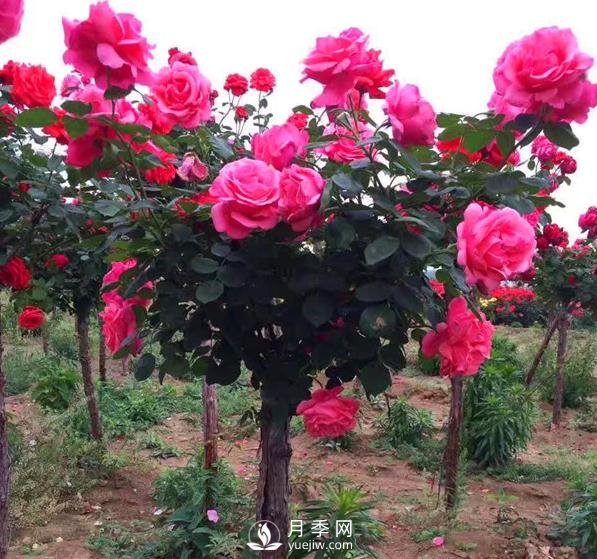 两棵树状月季开爆 打造靓丽小区景观(图1)