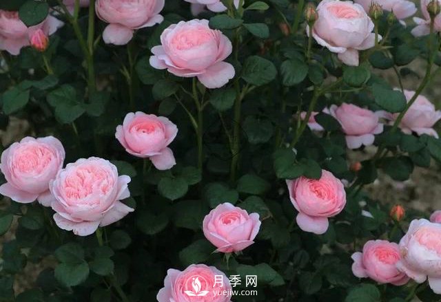 什么月季品种最有仙气?当属瑞典女王月季(图1) 什么月季品种最有仙气?当属瑞典女王月季(图1)