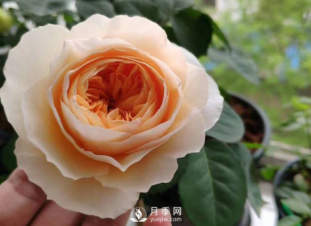 切花朱丽叶月季，仙气十足，优点多多，值得养护的切花月季(图1)