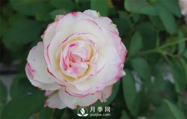 施肥、阳光、修剪，做好三点，月季花月月爆盆(图1)