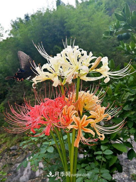 林下石蒜花卉的生态学特性选择(图1)