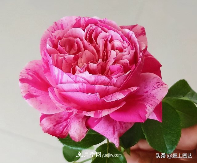 藤月盘扎时经常扎的手疼，推荐无刺的藤本月季品种(图1)