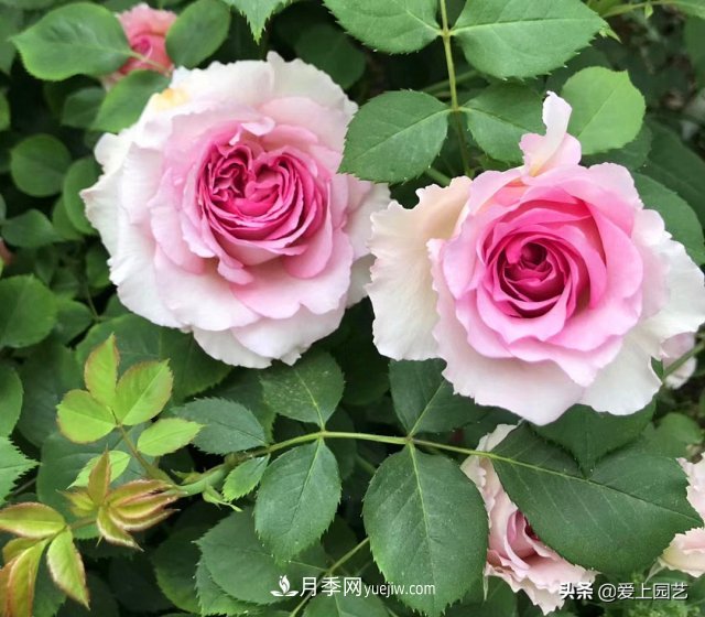 藤月盘扎时经常扎的手疼，推荐无刺的藤本月季品种(图4)