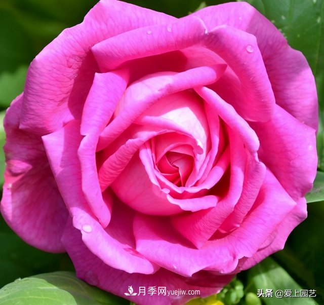 藤月盘扎时经常扎的手疼，推荐无刺的藤本月季品种(图3)