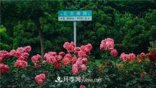 淮安月季文化(图4)