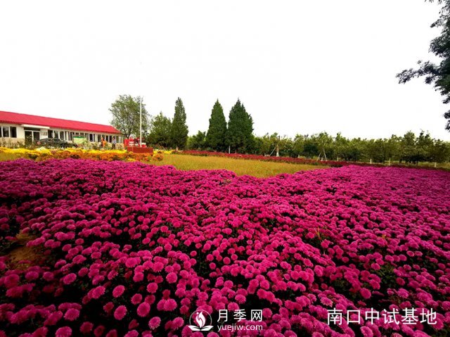 蔬菜花卉研究所喜添9个月季菊花新品种(图2)