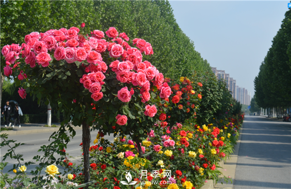 月季树高贵典雅、花型花色多样(图3)