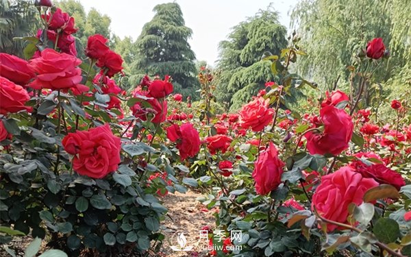 中原月季的物候四个时期(图1)