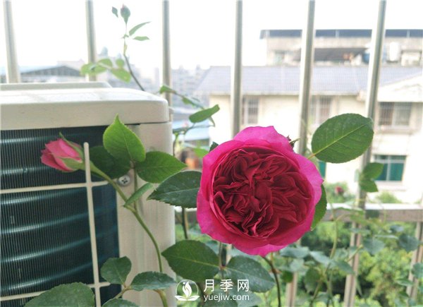 秋日胭脂月季,推荐特别香的切花月季(图1) 秋日胭脂月季,推荐特别香的切花月季(图1)