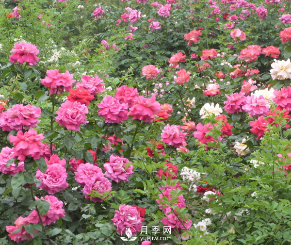 月季夏季高温时要如何养护呢？(图1)