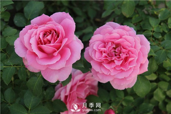 月季花夏天能暴晒吗？夏季月季管理方法(图1)