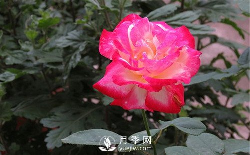 花魂月季品种介绍(图2) 花魂月季品种介绍(图2)